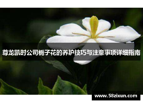 尊龙凯时公司栀子花的养护技巧与注意事项详细指南