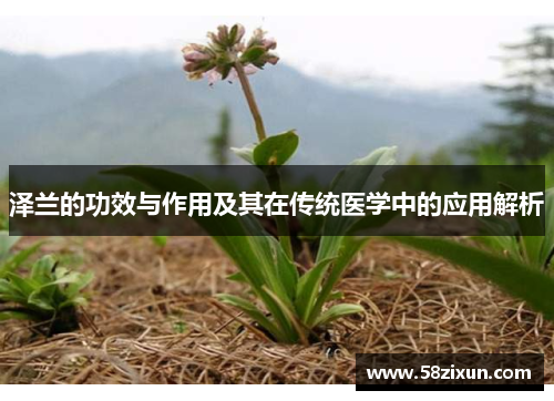泽兰的功效与作用及其在传统医学中的应用解析